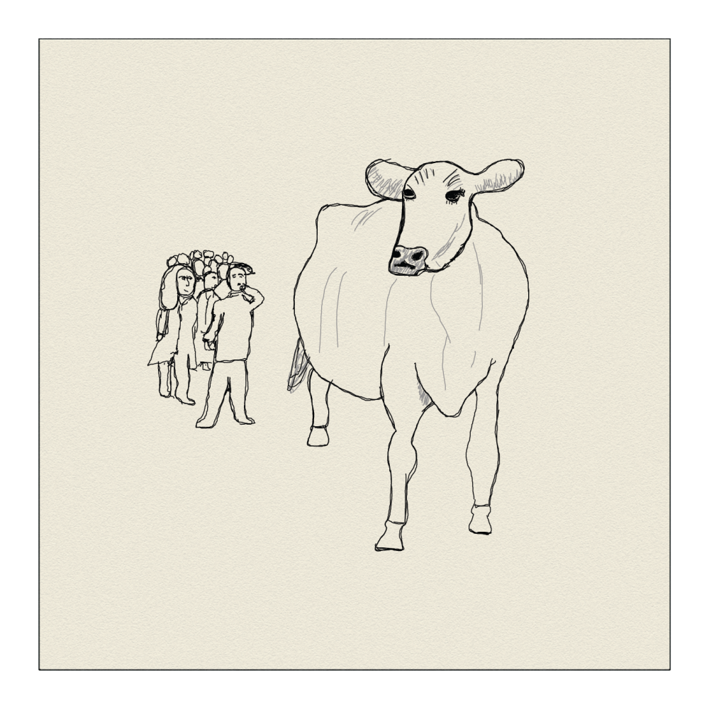 Crowd guessing the weight of the ox