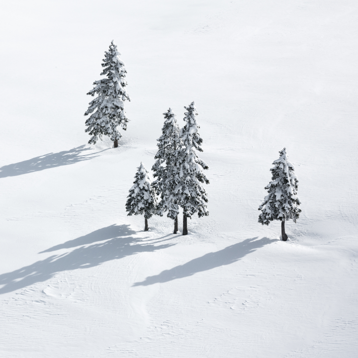 Snow-covered evergreen trees in a winter landscape